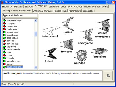 Illustrated Glossary