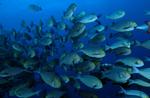 yellowmask surgeonfish